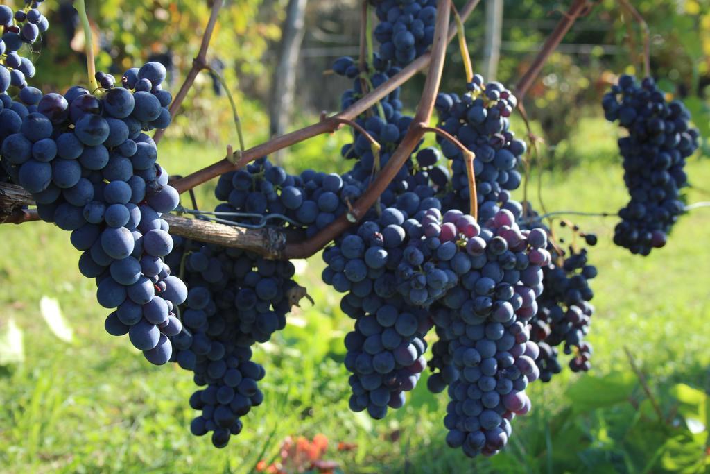 Azienda Agricola Garoglio Davide Alfiano Natta Exterior photo